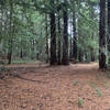 The trail ends in a pine grove at the bottom of the hill.