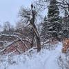 Newly snow covered trail.