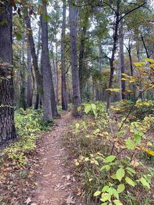 Whispering Pines trail at Tyler State Park.