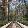 Bridge on the Whispering Pines Trail at Tyler State Park.