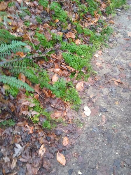 Green Ferns along the trail.