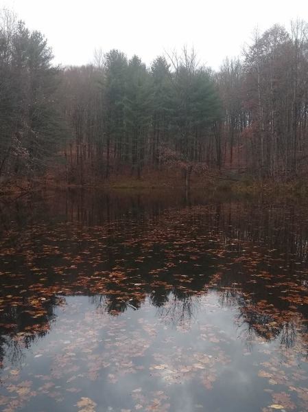 Large pond along Pond Trail