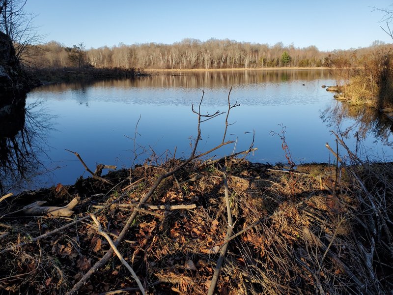 Beaver lodge