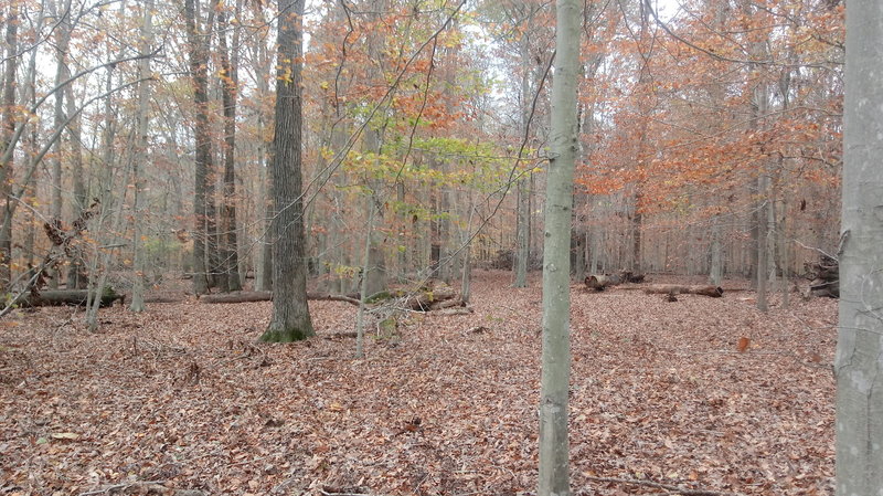 No defined trails. Little signs of use. Easy hike with little kids.