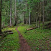 The Marble Creek Trail leads through thick forest near American Creek.