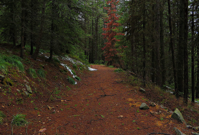 The Marble Creek Trail follows American Creek Road for a short distance.