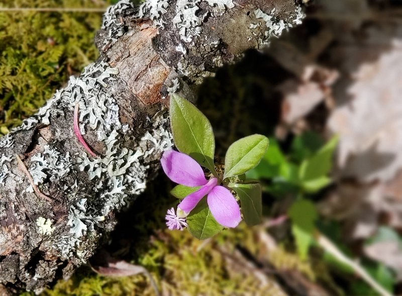 One of the beautiful wildflowers.