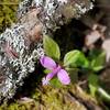 One of the beautiful wildflowers.