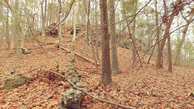 Rock wall, trees and leaves