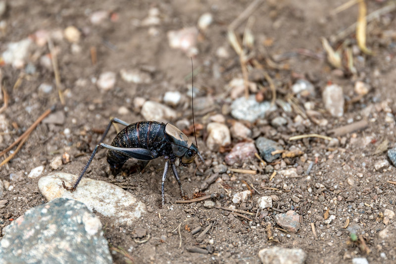 A Mormon Cricket on the Aspen Ridge Trail