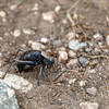 A Mormon Cricket on the Aspen Ridge Trail