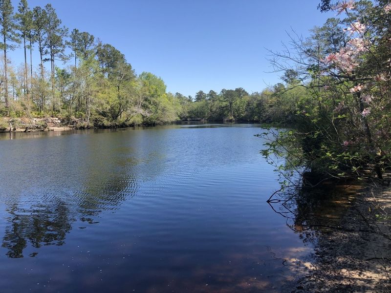 St Mary's River - Ralph E Simmons Memorial State Forest