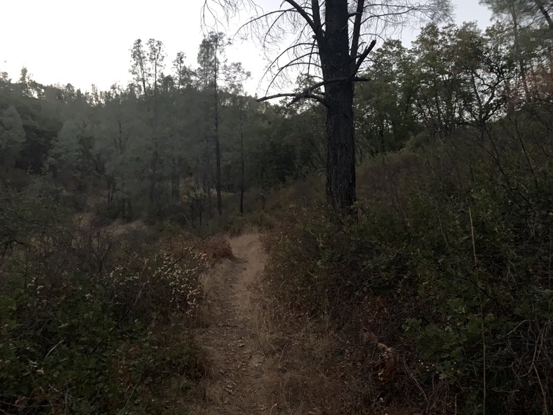 View of the singletrack trail.