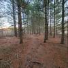 The forest is quite different in this area from the rest of the trail.