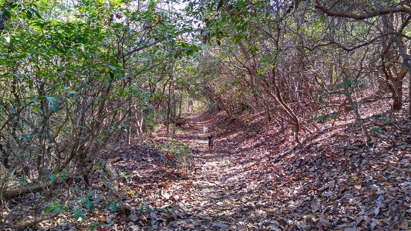 Along Tamassee Knob Trail through rhododendron tunnel.