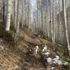 Picturesque trail through aspens.