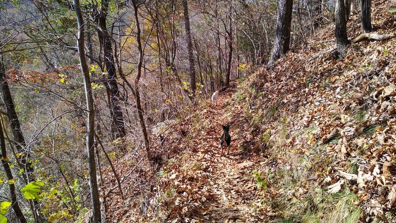 Hiking along the ridge on Tamassee Knob Trail.