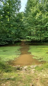 Wildlife pond.