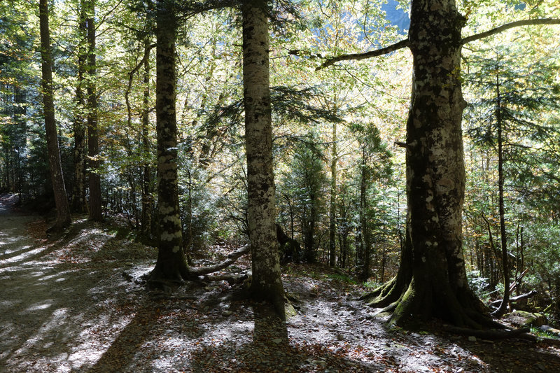 Senda a la Cala de Caballo sun dappled beech canopy.