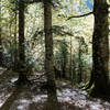 Senda a la Cala de Caballo sun dappled beech canopy.