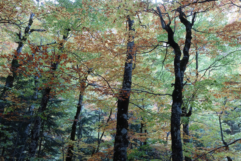 Beech tree canopy in the fall.