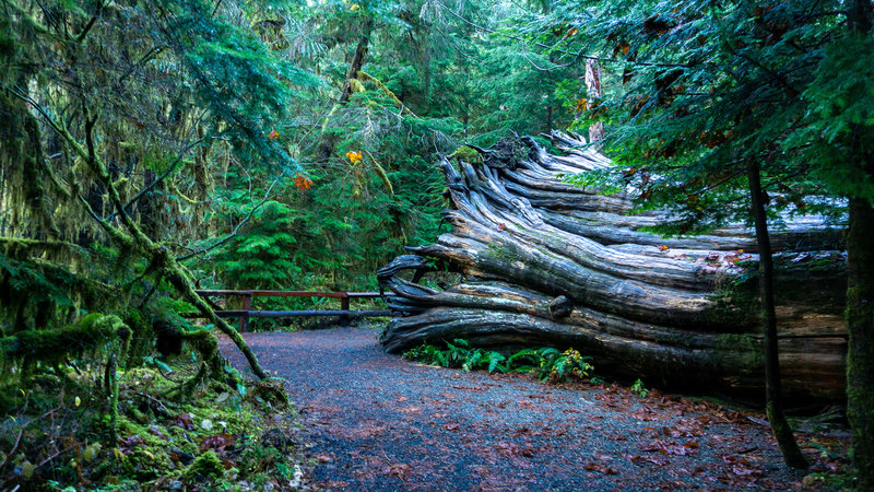 Big Cedar just off the Staircase Rapids Loop Trail.