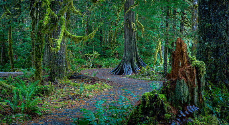 Rain forest along the Staircase Rapids Trail