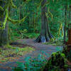 Rain forest along the Staircase Rapids Trail