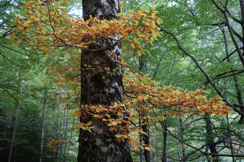 Spiral of autumn leaves under a beech forest canopy.