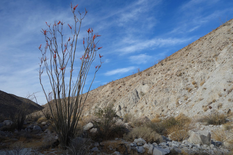 Blooming ocotillo in the Canebrake area of Anza-Borrego.