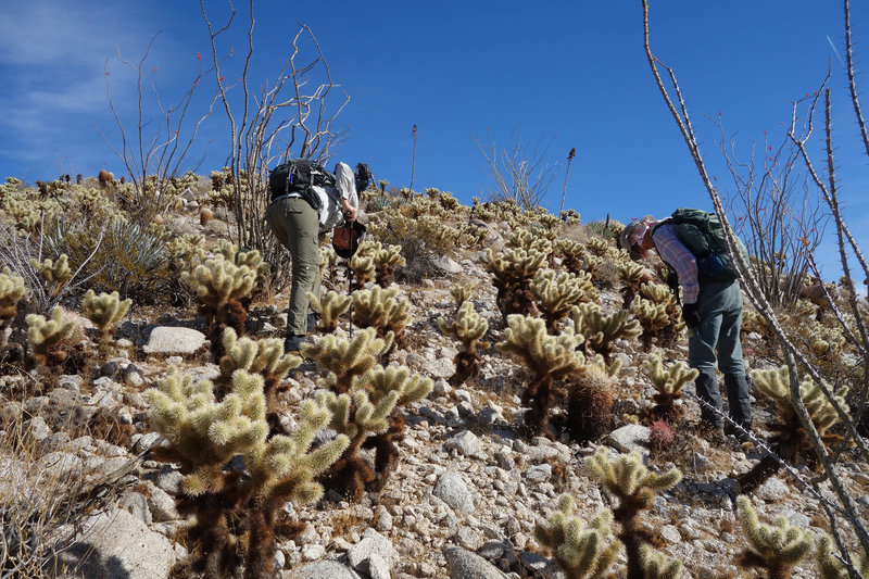 Prom 2300 is guarded by cholla.