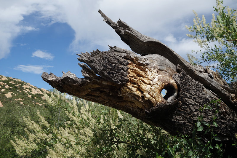 Dead tree on the Upper Descanso Creek Trail.