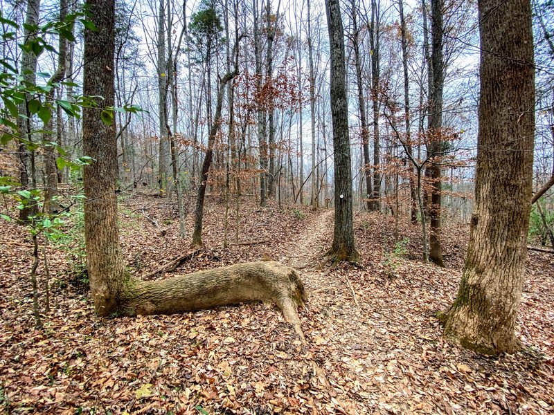 A nice tree bench along the trail.