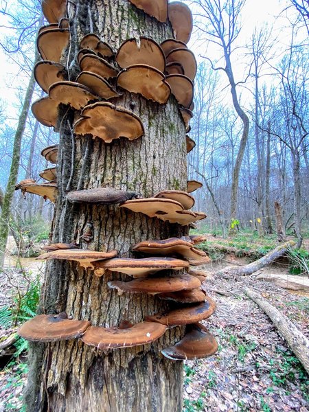 Mushroom spiral staircase.