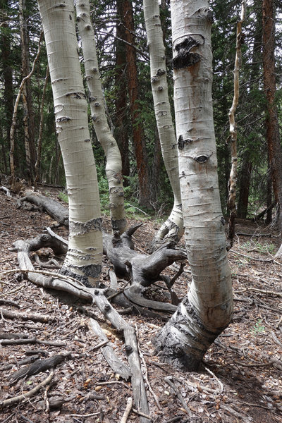 Group of aspen trunks at Great Basin NP