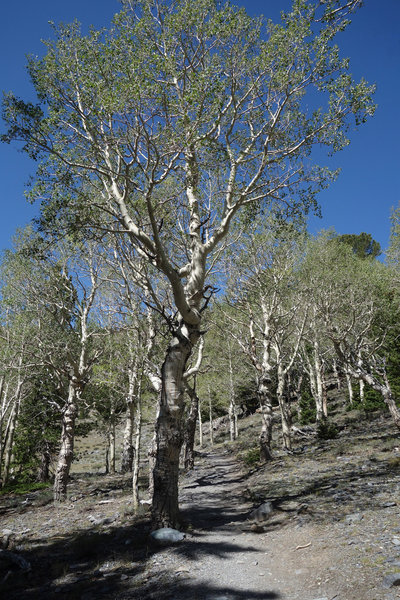 Trees along the Alpine Lake Loop Trail.