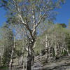 Trees along the Alpine Lake Loop Trail.
