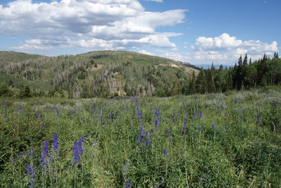 Larkspur along the Mt. Nebo Bench Trail