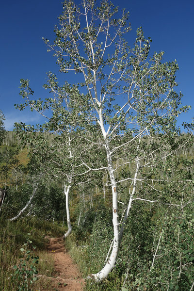 Curved aspens along the Mt. Nebo Bench Trail