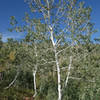 Curved aspens along the Mt. Nebo Bench Trail