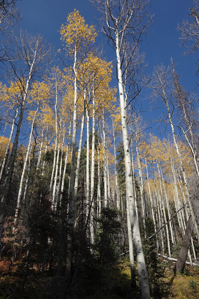 Autumn aspens along the Gavilan Trail on a bluebird day.