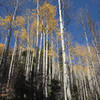 Autumn aspens along the Gavilan Trail on a bluebird day.