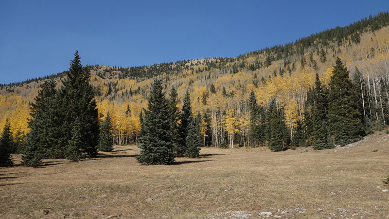 Aspens and evergreens in the high meadow of the Gavilan Trail.