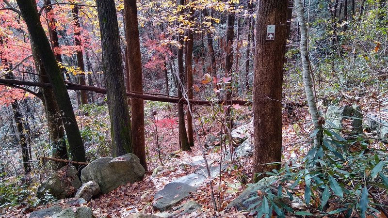 View of the trail as it descends into Jones Gap State Park.
