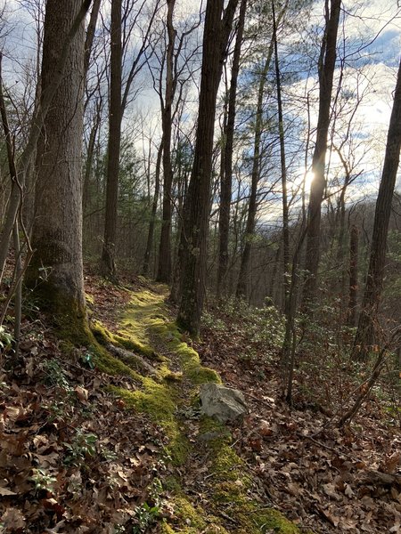 Beautiful mossy section of the trail