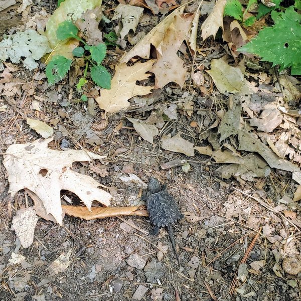 A tiny turtle in the leaves