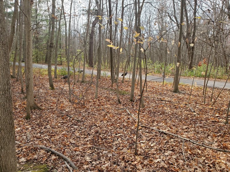 Wild turkeys at Lemoine Point