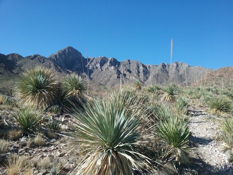 View of  Franklin Mountains from the trail.