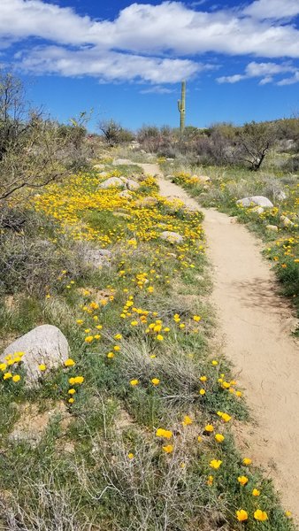 Wildflowers blooming in February.