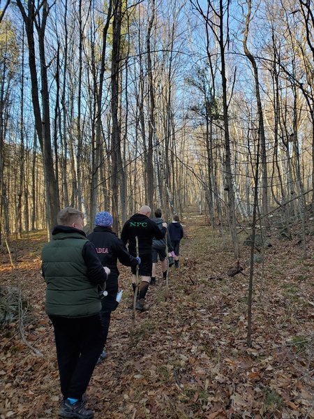Group of hikers entering a birch grove.